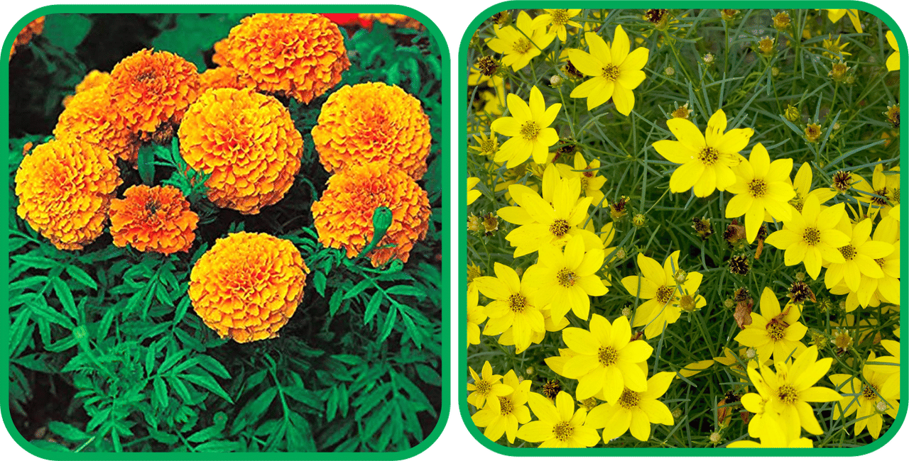     			Aero Seeds Coreopsis Mix Color (50 Seeds) And African Marigold Mix Color (50 Seeds) Flower Seeds Pack
