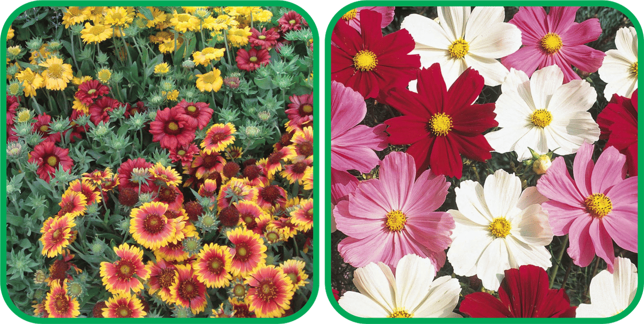 Aero Seeds Cosmos Mix Color (50 Seeds) And Gaillardia Aristata Mix Color (50 Seeds) Flower Seeds Pack Aero Seeds Cosmos Mix Color (50 Seeds) And Gaillardia Aristata Mix Color (50 Seeds) Flower Seeds Pack