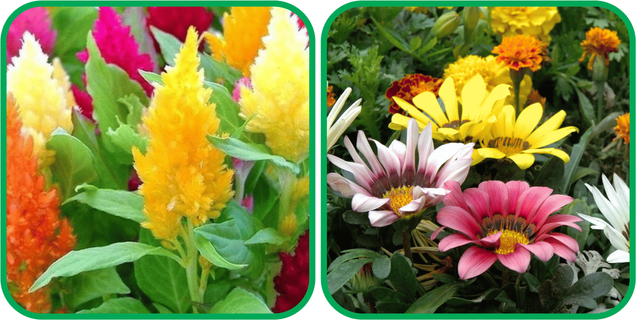     			Aero Seeds Gazania Mix Color (50 Seeds) And Closia Pulmosa Mix Color (50 Seeds) Flower Seeds Pack