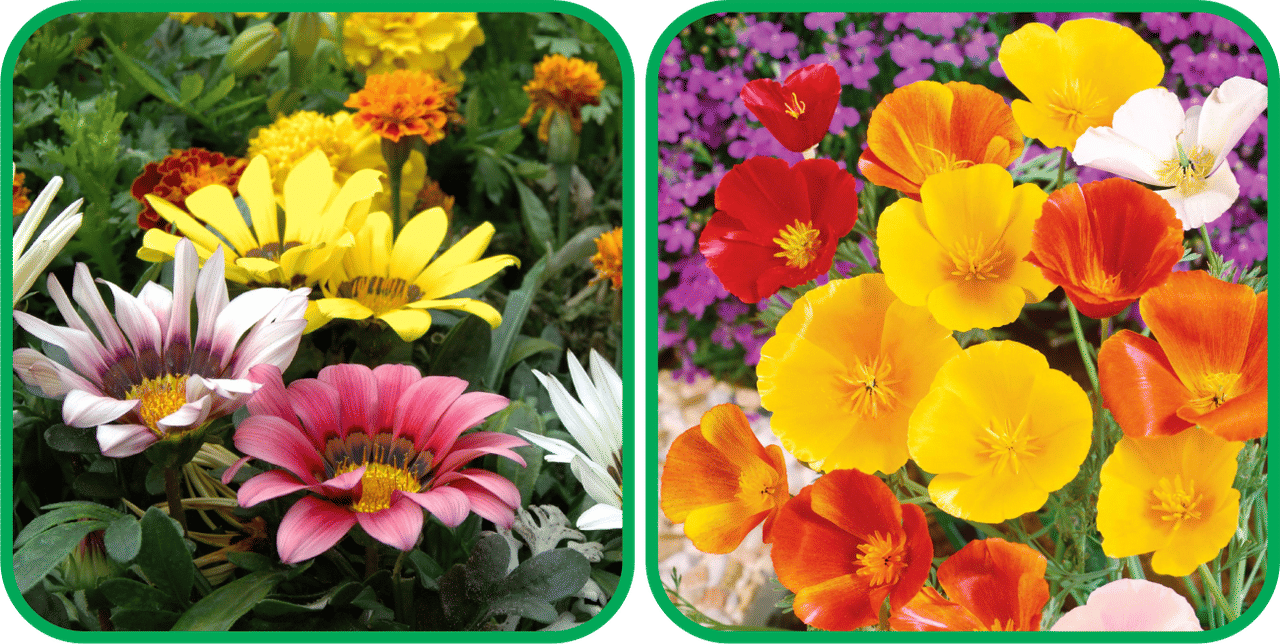 Aero Seeds Poppy California Mix Color (50 Seeds) And Gazania Mix Color (50 Seeds) Flower Seeds Pack Aero Seeds Poppy California Mix Color (50 Seeds) And Gazania Mix Color (50 Seeds) Flower Seeds Pack