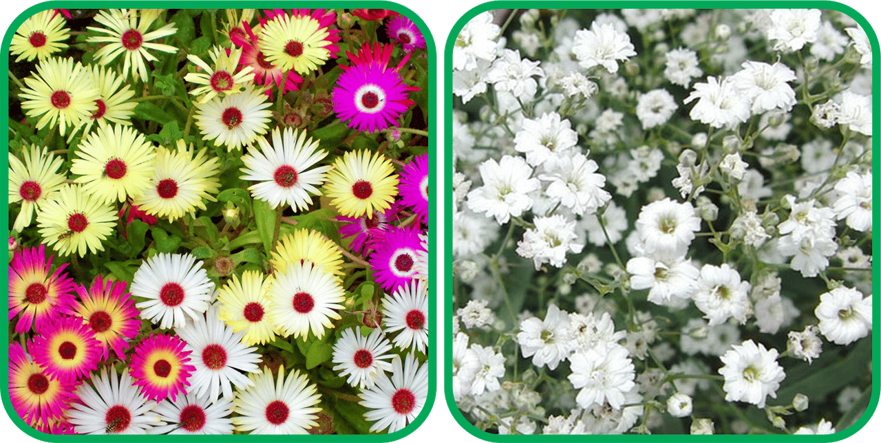 Aero Seeds Gypsophila elegans White (50 Seeds) And Ice Flower Mix Color (50 Seeds) (50 Seeds)Flower Seeds Pack     			Aero Seeds Gypsophila elegans White (50 Seeds) And Ice Flower Mix Color (50 Seeds) (50 Seeds)Flower Seeds Pack
