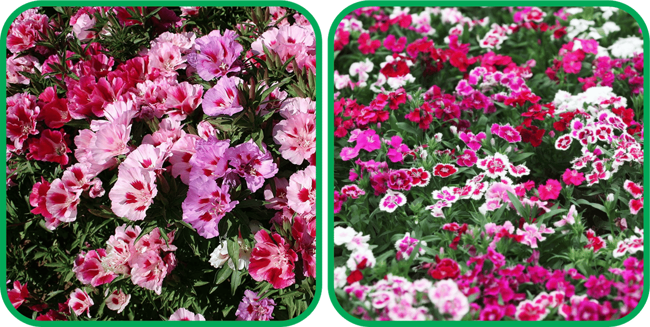     			Aero Seeds Dianthus Mix Color (50 Seeds) And Clarkia Mix Color (50 Seeds) Flower Seeds Pack