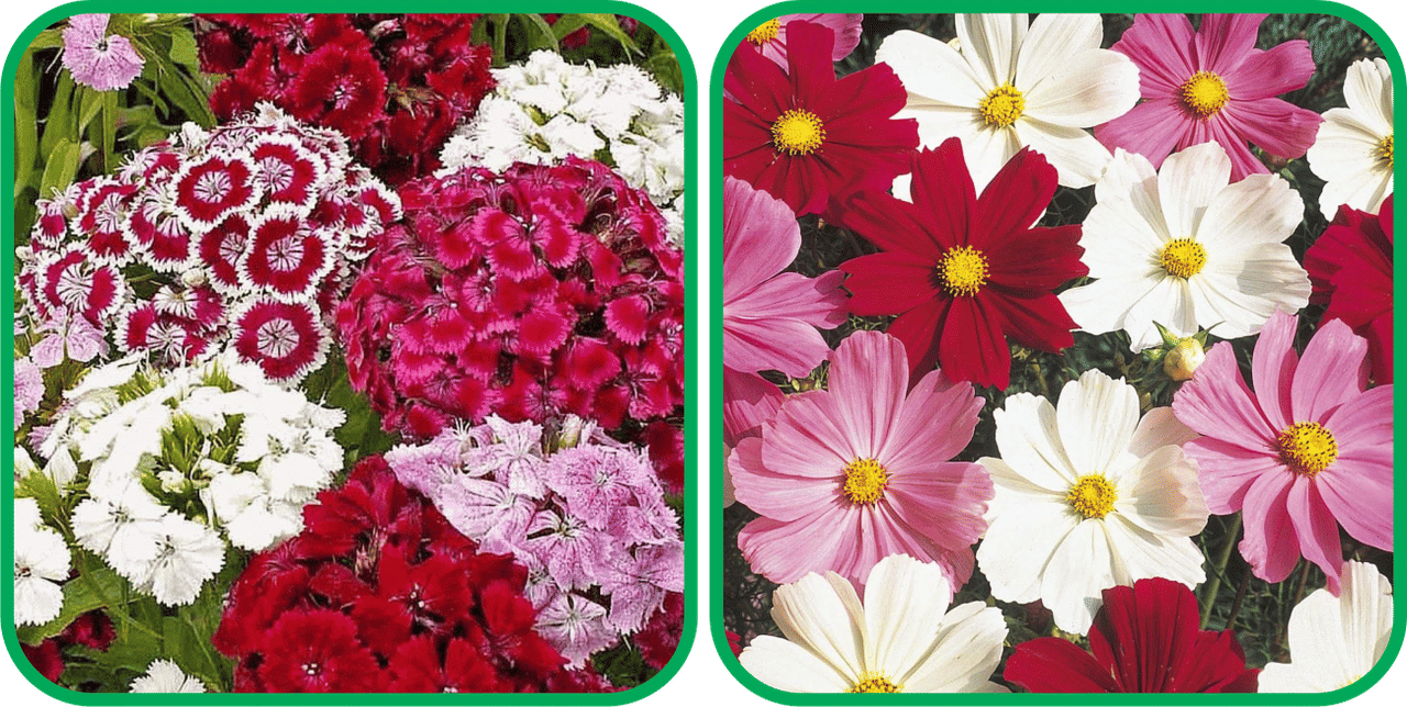 Aero Seeds Cosmos Mix Color (50 Seeds) And Sweet William Mix Color (50 Seeds) Flower Seeds Pack     			Aero Seeds Cosmos Mix Color (50 Seeds) And Sweet William Mix Color (50 Seeds) Flower Seeds Pack