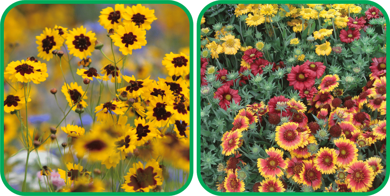 Aero Seeds Gaillardia Aristata Mix Color (50 Seeds) And Calliopsis (Tinctoria) Mix Color (50 Seeds) Flower Seeds Pack Aero Seeds Gaillardia Aristata Mix Color (50 Seeds) And Calliopsis (Tinctoria) Mix Color (50 Seeds) Flower Seeds Pack