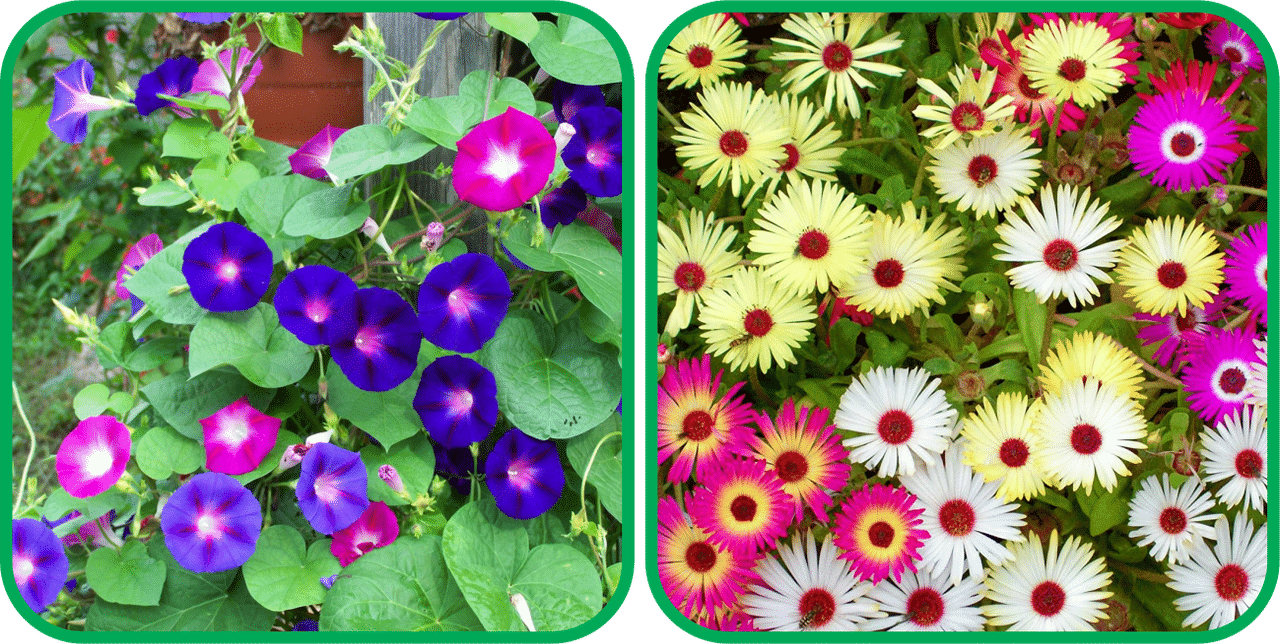 Aero Seeds Ice Flower Mix Color (50 Seeds) (50 Seeds)And Morning Glory Mix Color (50 Seeds) Flower Seeds Pack Aero Seeds Ice Flower Mix Color (50 Seeds) (50 Seeds)And Morning Glory Mix Color (50 Seeds) Flower Seeds Pack