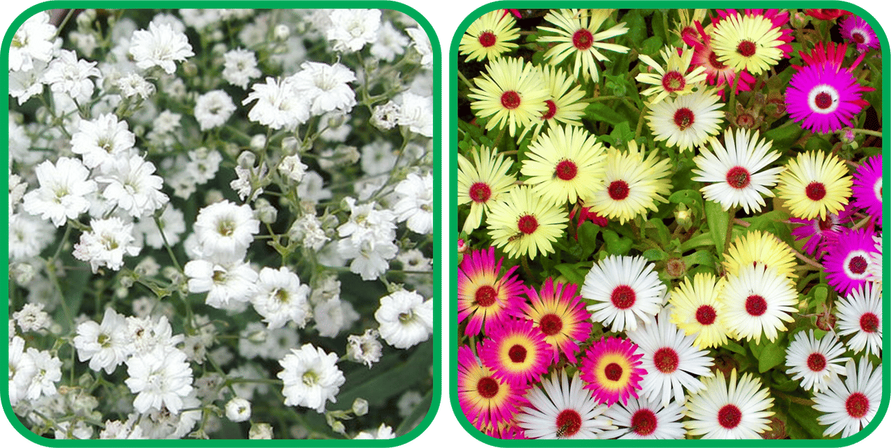 Aero Seeds Ice Flower Mix Color (50 Seeds) (50 Seeds)And Gypsophila elegans White (50 Seeds) Flower Seeds Pack     			Aero Seeds Ice Flower Mix Color (50 Seeds) (50 Seeds)And Gypsophila elegans White (50 Seeds) Flower Seeds Pack