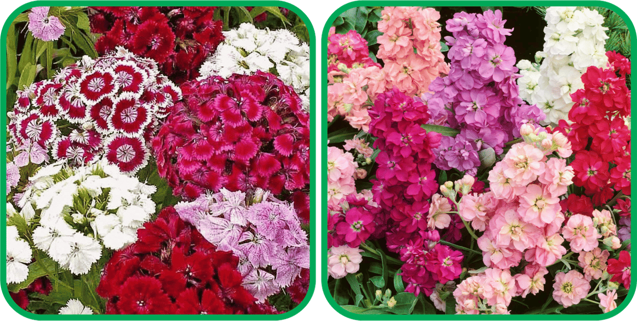     			Aero Seeds Stock Mix Color (50 Seeds) And Sweet William Mix Color (50 Seeds) Flower Seeds Pack