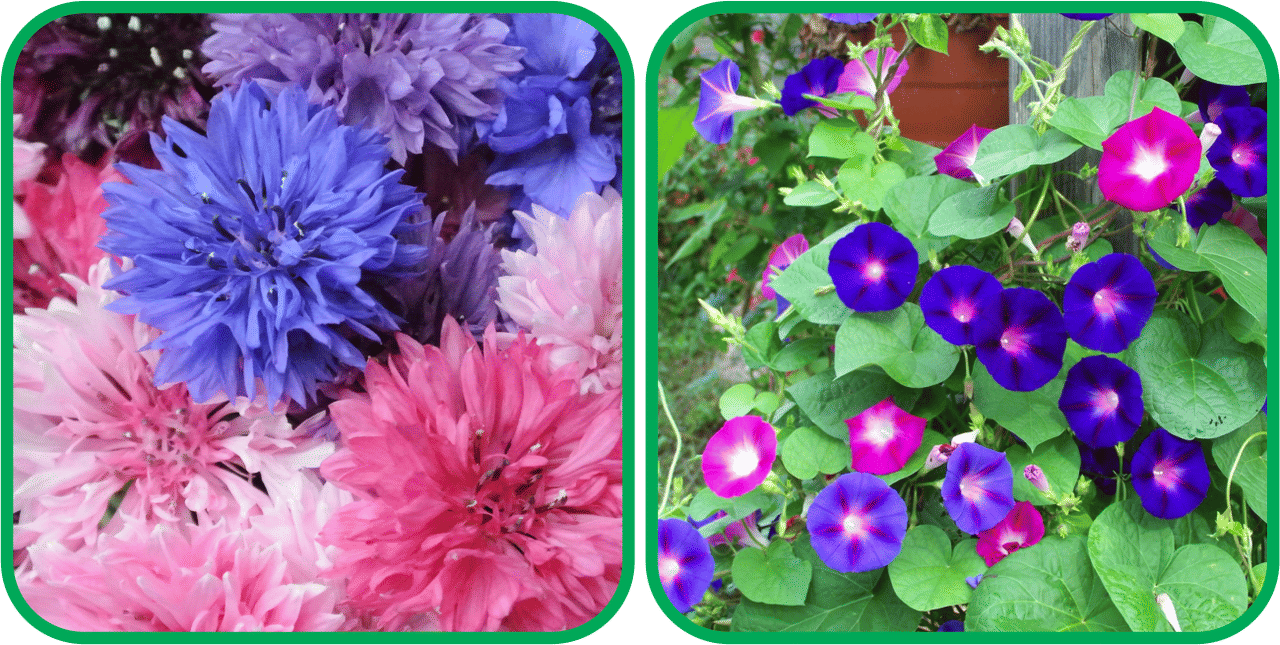     			Aero Seeds Morning Glory Mix Color (50 Seeds) And Cornflower Mix Color (50 Seeds) Flower Seeds Pack