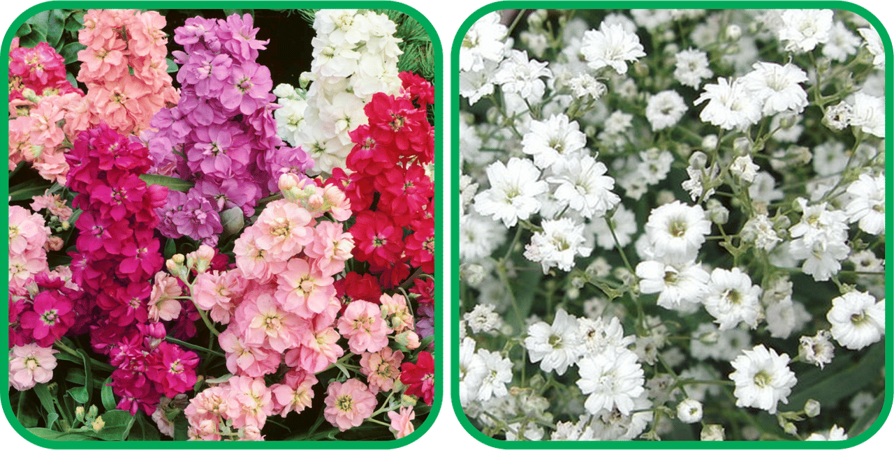 Aero Seeds Gypsophila elegans White (50 Seeds) And Stock Mix Color (50 Seeds) Flower Seeds Pack     			Aero Seeds Gypsophila elegans White (50 Seeds) And Stock Mix Color (50 Seeds) Flower Seeds Pack