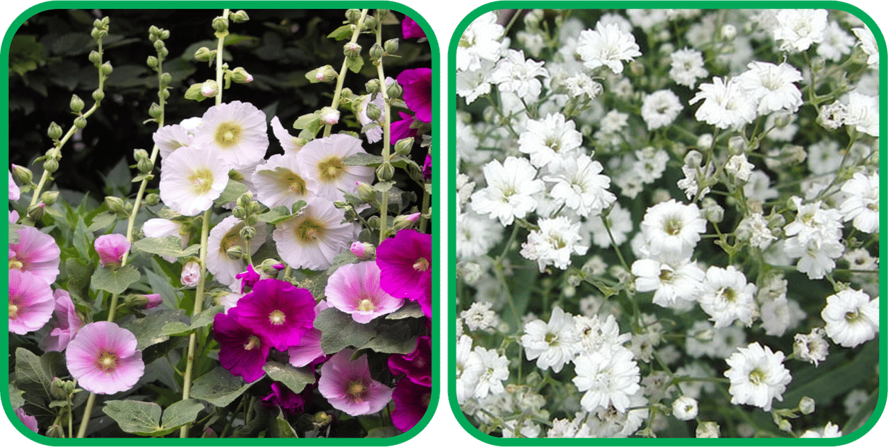 Aero Seeds Gypsophila elegans White (50 Seeds) And Hollyhock Mix Color (50 Seeds) Flower Seeds Pack     			Aero Seeds Gypsophila elegans White (50 Seeds) And Hollyhock Mix Color (50 Seeds) Flower Seeds Pack