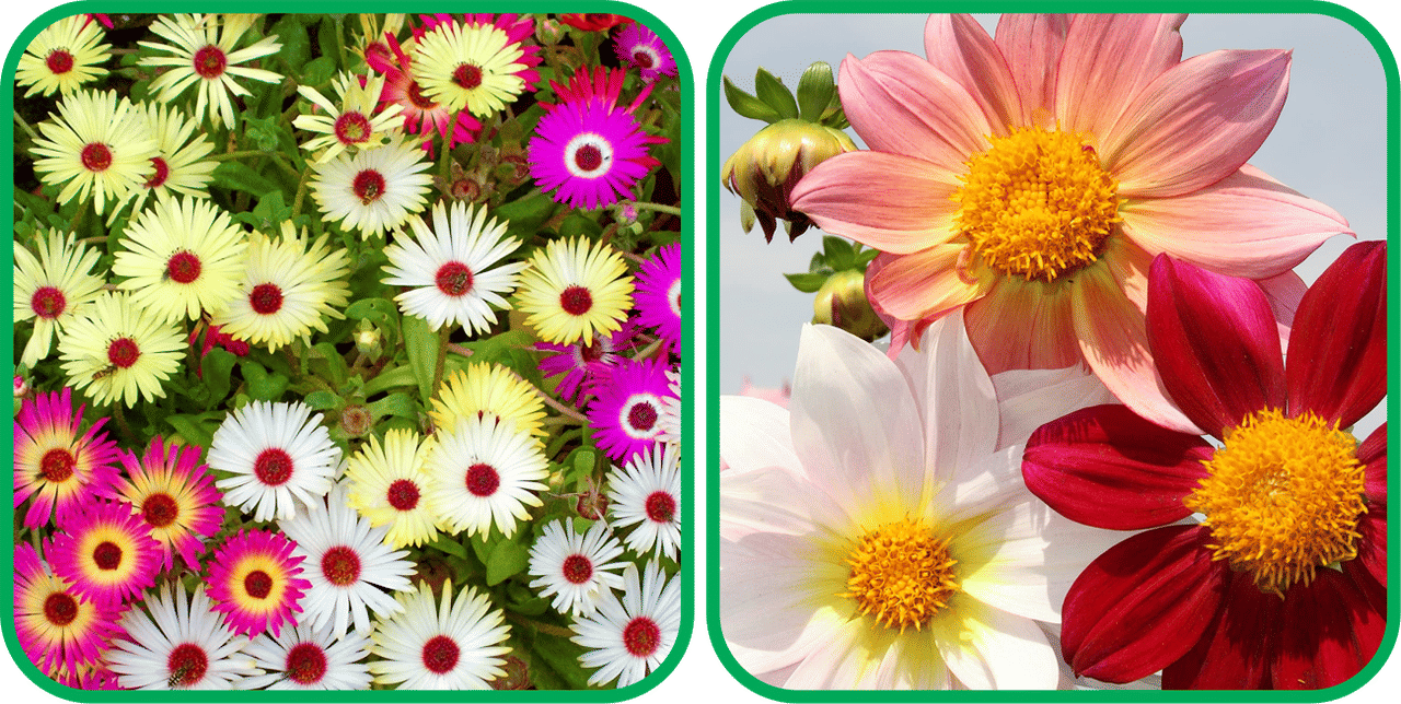     			Aero Seeds Dahlia Top Star Mix Color (50 Seeds) And Ice Flower Mix Color (50 Seeds) (50 Seeds)Flower Seeds Pack