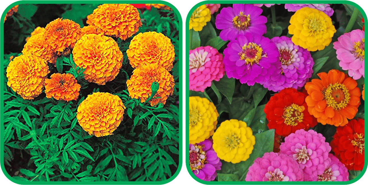 Aero Seeds Zinnia Mix Color (50 Seeds) And African Marigold Mix Color (50 Seeds) Flower Seeds Pack Aero Seeds Zinnia Mix Color (50 Seeds) And African Marigold Mix Color (50 Seeds) Flower Seeds Pack