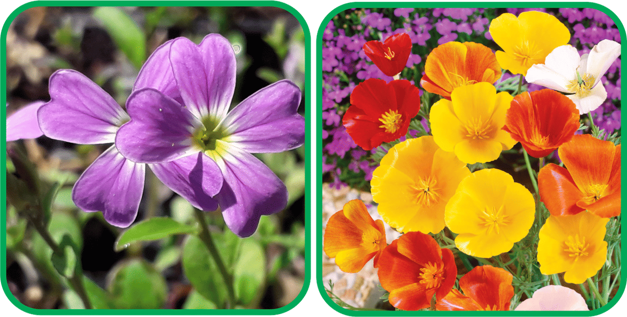    			Aero Seeds Poppy California Mix Color (50 Seeds) And Cheiranthus Maritimus Mix Color (50 Seeds) Flower Seeds Pack