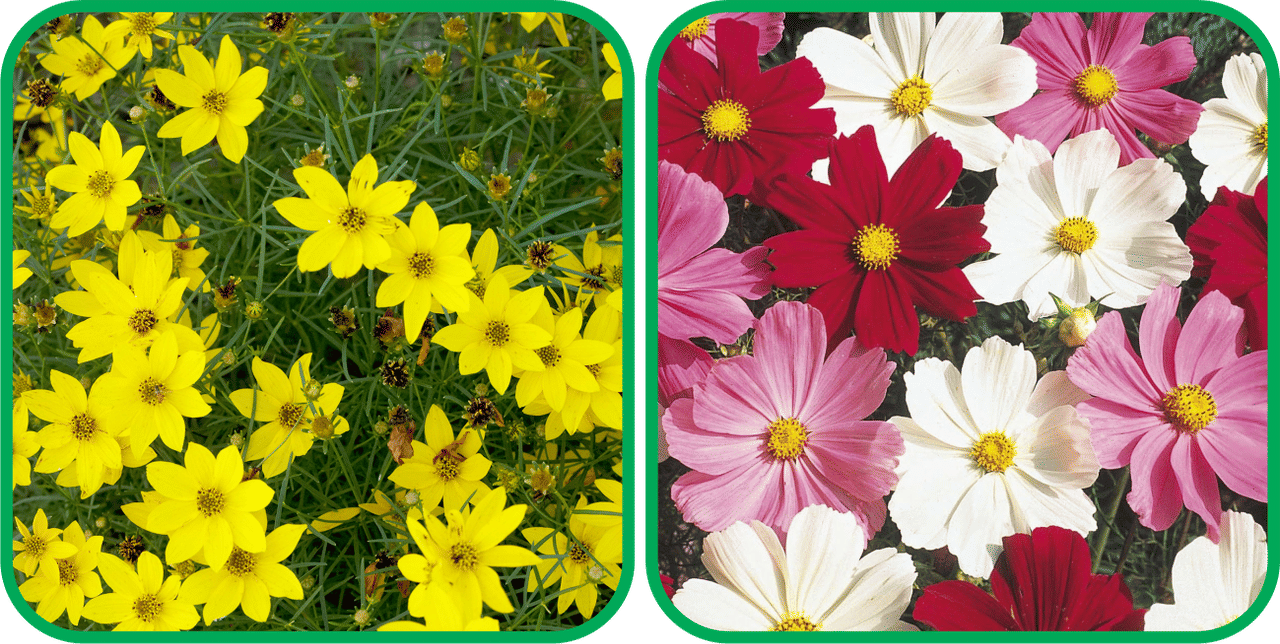     			Aero Seeds Cosmos Mix Color (50 Seeds) And Coreopsis Mix Color (50 Seeds) Flower Seeds Pack