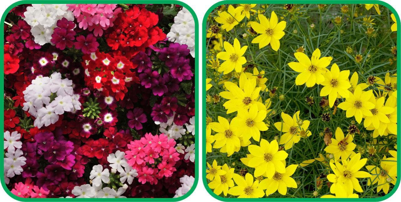     			Aero Seeds Coreopsis Mix Color (50 Seeds) And Verbena Mix Color (50 Seeds) Flower Seeds Pack