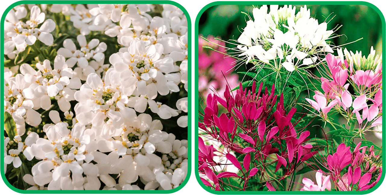 Aero Seeds Cleome Spinosa Mix Color (50 Seeds) And Candytuft Mix Color (50 Seeds) Flower Seeds Pack Aero Seeds Cleome Spinosa Mix Color (50 Seeds) And Candytuft Mix Color (50 Seeds) Flower Seeds Pack