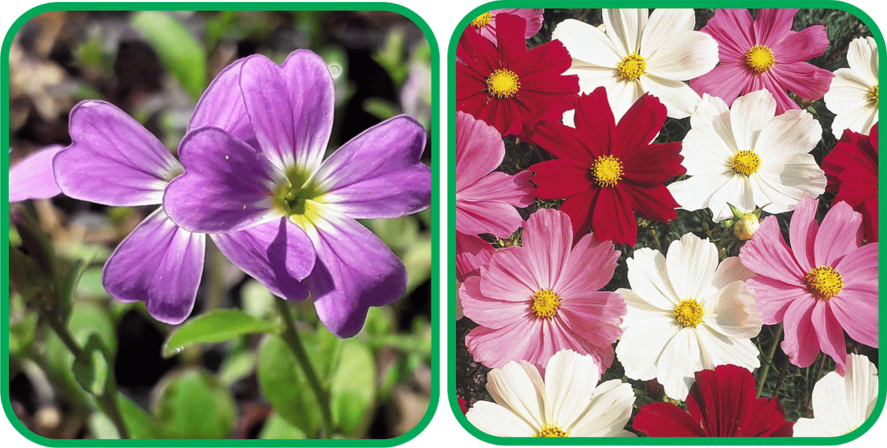 Aero Seeds Cosmos Mix Color (50 Seeds) And Cheiranthus Maritimus Mix Color (50 Seeds) Flower Seeds Pack Aero Seeds Cosmos Mix Color (50 Seeds) And Cheiranthus Maritimus Mix Color (50 Seeds) Flower Seeds Pack
