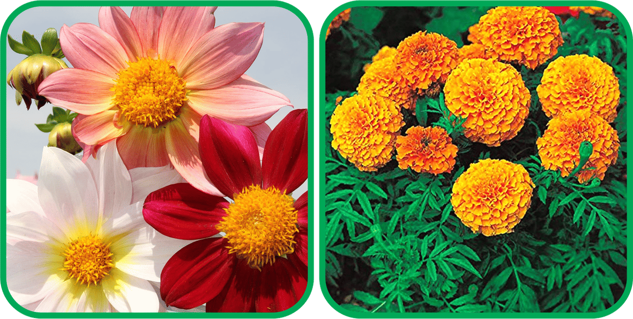     			Aero Seeds African Marigold Mix Color (50 Seeds) And Dahlia Top Star Mix Color (50 Seeds) Flower Seeds Pack