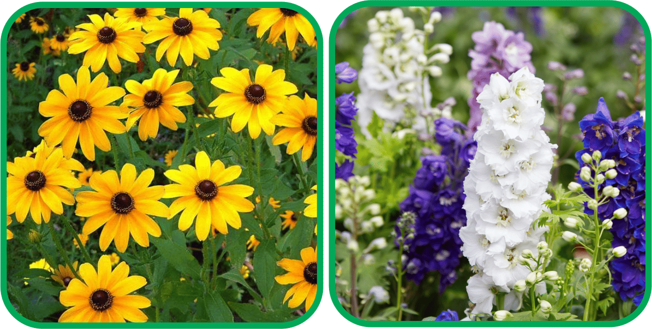     			Aero Seeds Delphinium Mix Color (50 Seeds) And Sunflower Miniature (50 Seeds) Flower Seeds Pack