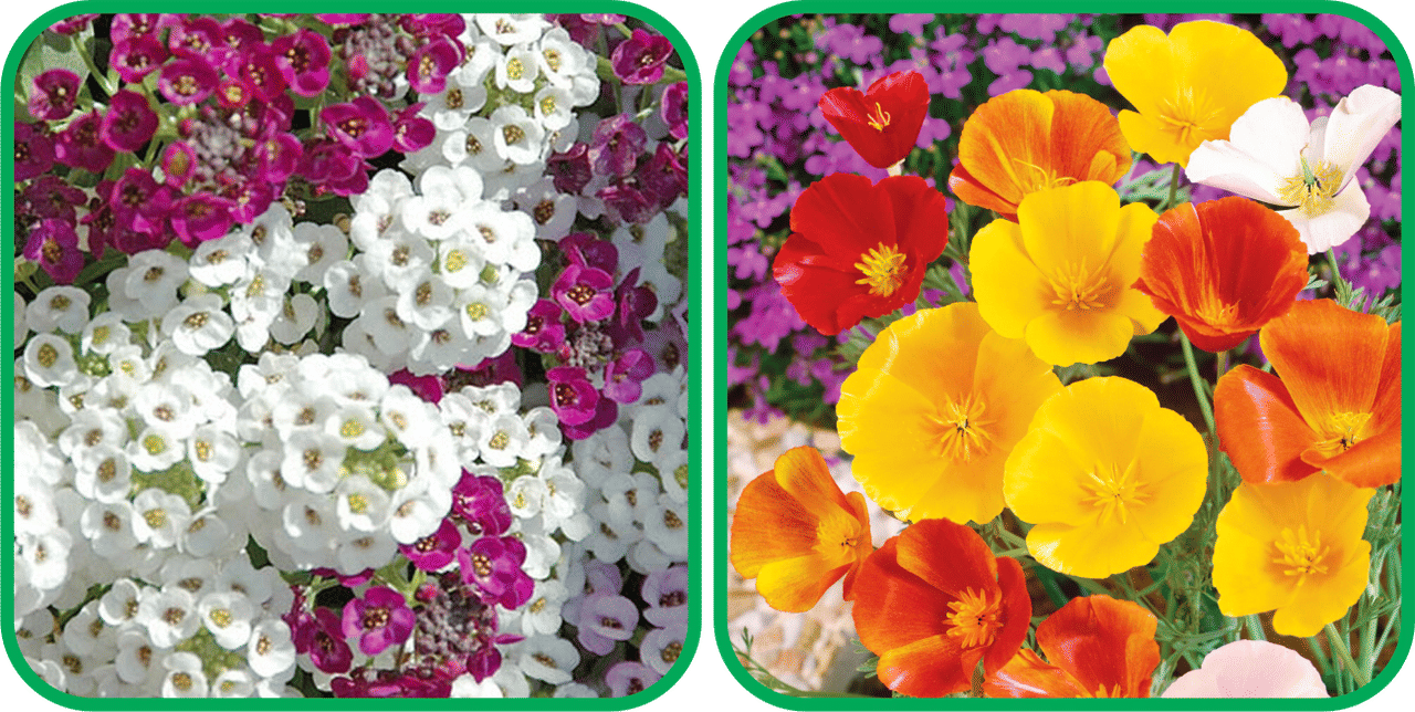     			Aero Seeds Poppy California Mix Color (50 Seeds) And Alyssum Mix Color (50 Seeds) Flower Seeds Pack