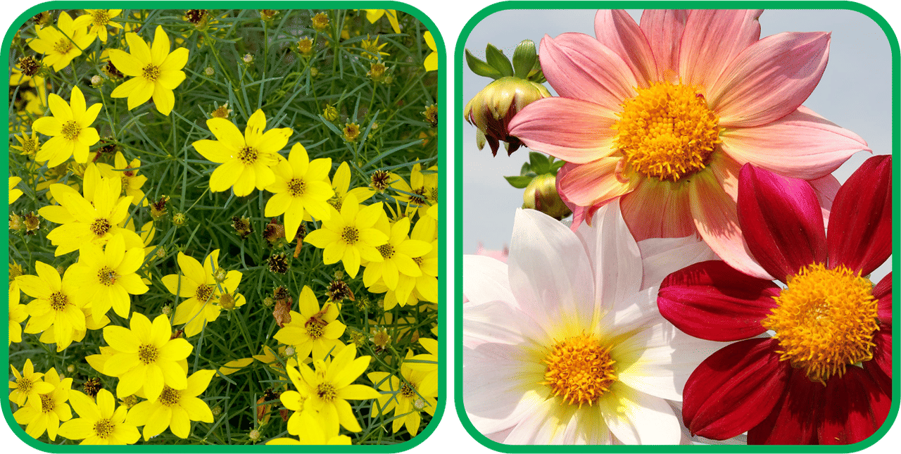     			Aero Seeds Dahlia Top Star Mix Color (50 Seeds) And Coreopsis Mix Color (50 Seeds) Flower Seeds Pack