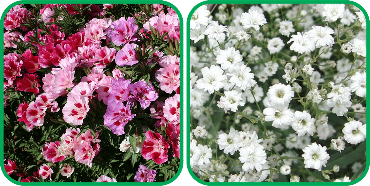 Aero Seeds Gypsophila elegans White (50 Seeds) And Clarkia Mix Color (50 Seeds) Flower Seeds Pack Aero Seeds Gypsophila elegans White (50 Seeds) And Clarkia Mix Color (50 Seeds) Flower Seeds Pack