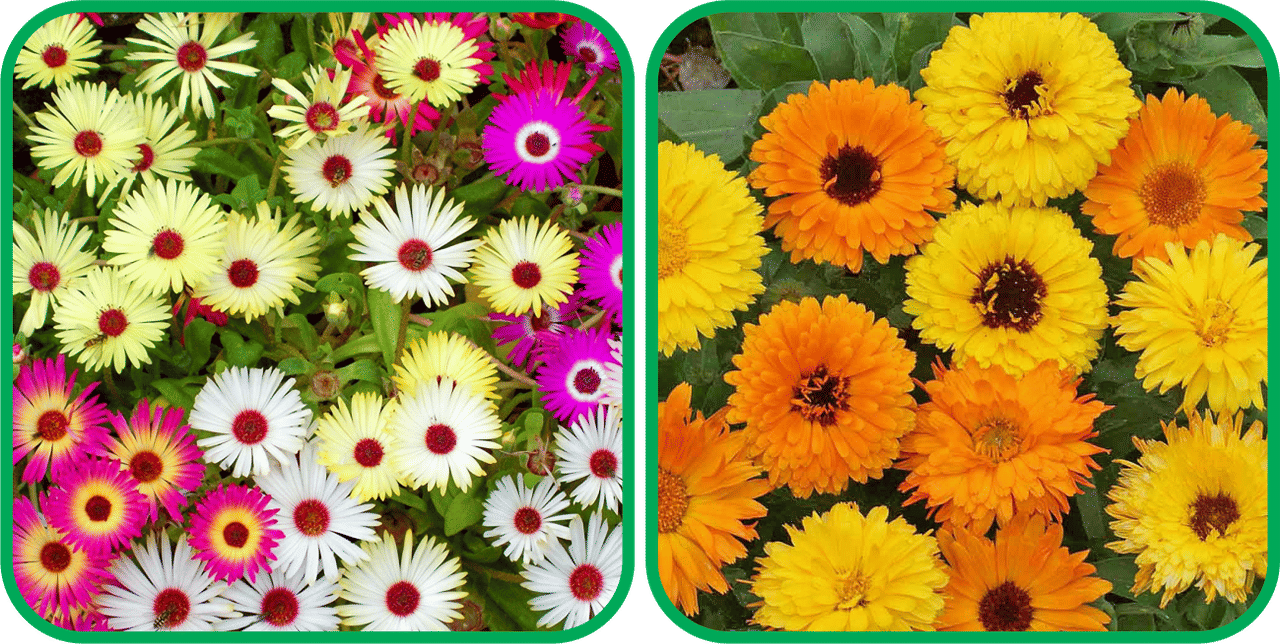 Aero Seeds Calendula Mix Color (50 Seeds) And Ice Flower Mix Color (50 Seeds) (50 Seeds)Flower Seeds Pack     			Aero Seeds Calendula Mix Color (50 Seeds) And Ice Flower Mix Color (50 Seeds) (50 Seeds)Flower Seeds Pack