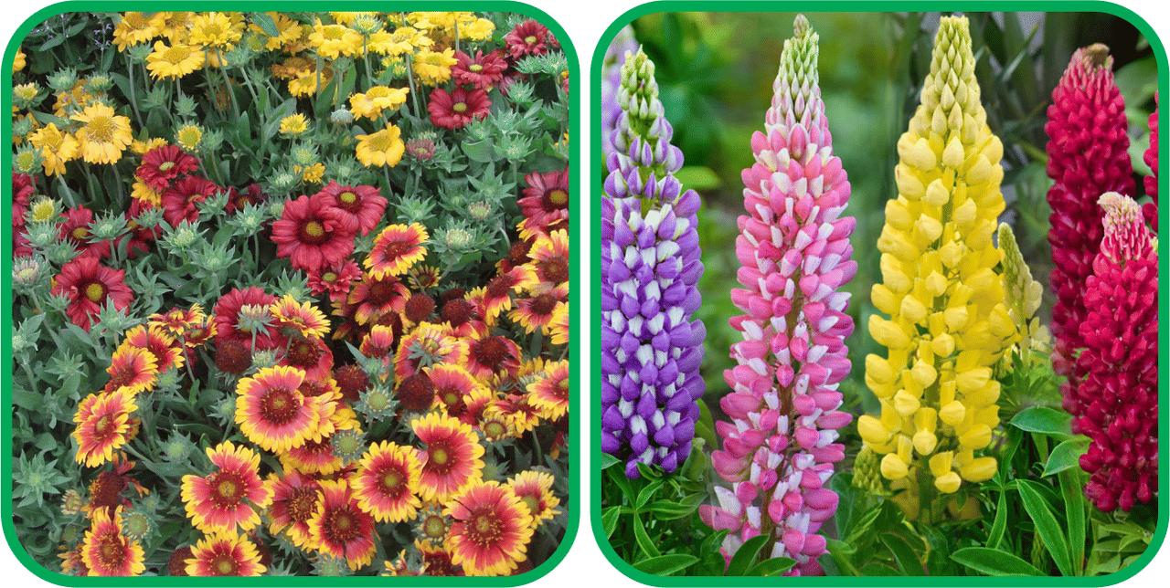 Aero Seeds Lupin Mix Color (50 Seeds) And Gaillardia Aristata Mix Color (50 Seeds) Flower Seeds Pack Aero Seeds Lupin Mix Color (50 Seeds) And Gaillardia Aristata Mix Color (50 Seeds) Flower Seeds Pack