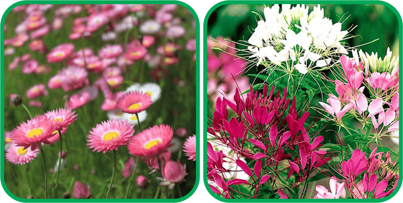     			Aero Seeds Cleome Spinosa Mix Color (50 Seeds) And Acroclinium Mix Color (50 Seeds)Flower Seeds Pack
