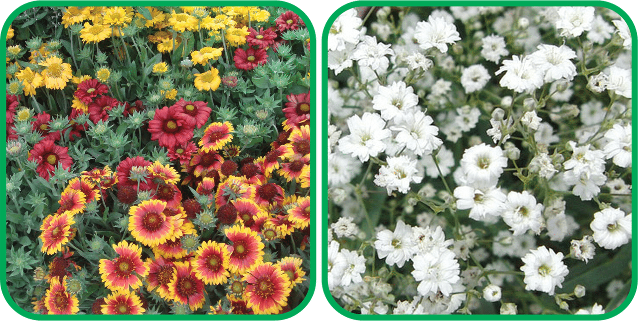     			Aero Seeds Gypsophila elegans White (50 Seeds) And Gaillardia Aristata Mix Color (50 Seeds) Flower Seeds Pack