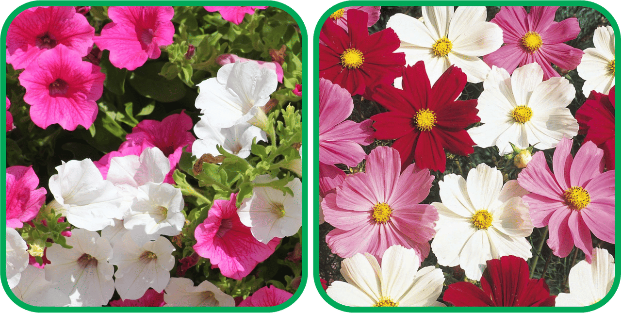 Aero Seeds Cosmos Mix Color (50 Seeds) And Petunia Mix Color (50 Seeds) Flower Seeds Pack Aero Seeds Cosmos Mix Color (50 Seeds) And Petunia Mix Color (50 Seeds) Flower Seeds Pack