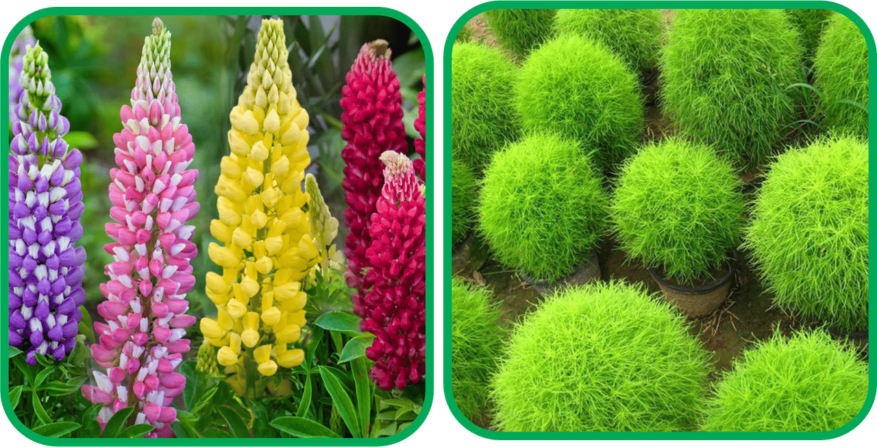 Aero Seeds Kochia (50 Seeds) And Lupin Mix Color (50 Seeds) Flower Seeds Pack Aero Seeds Kochia (50 Seeds) And Lupin Mix Color (50 Seeds) Flower Seeds Pack