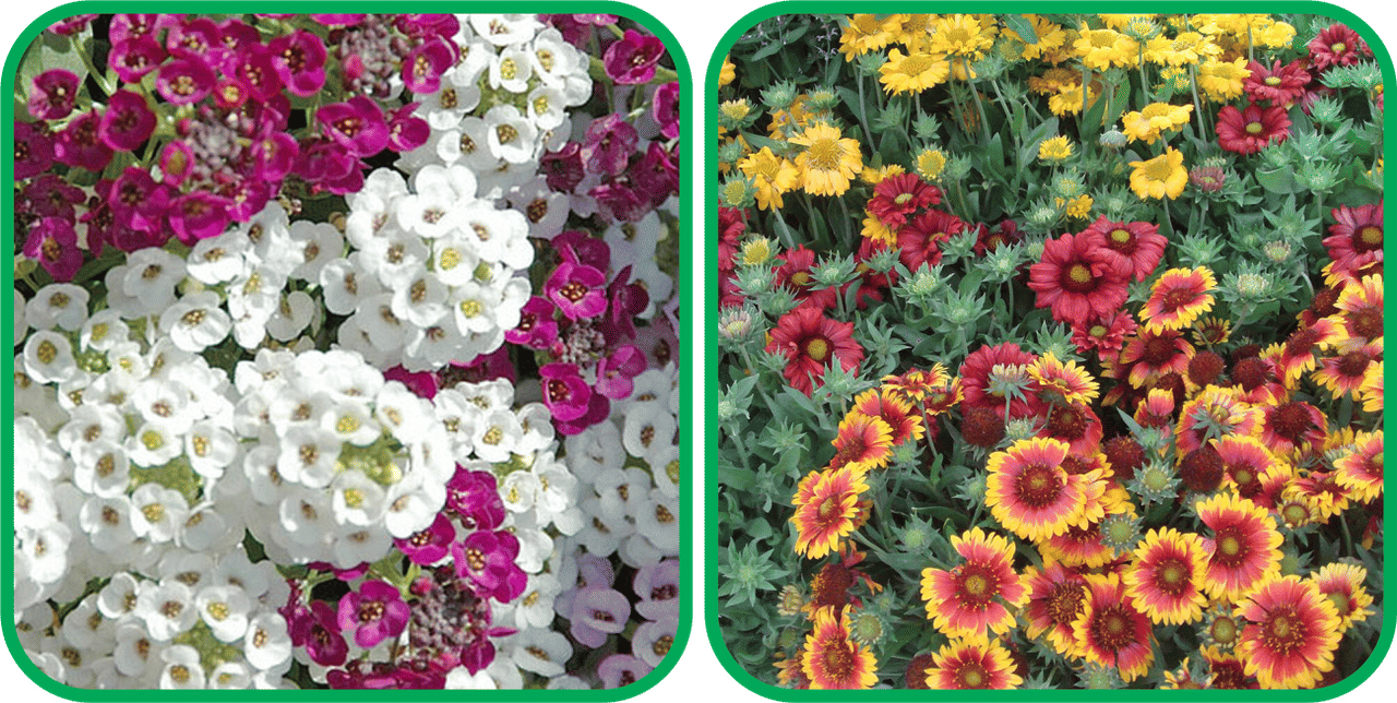 Aero Seeds Gaillardia Aristata Mix Color (50 Seeds) And Alyssum Mix Color (50 Seeds) Flower Seeds Pack Aero Seeds Gaillardia Aristata Mix Color (50 Seeds) And Alyssum Mix Color (50 Seeds) Flower Seeds Pack