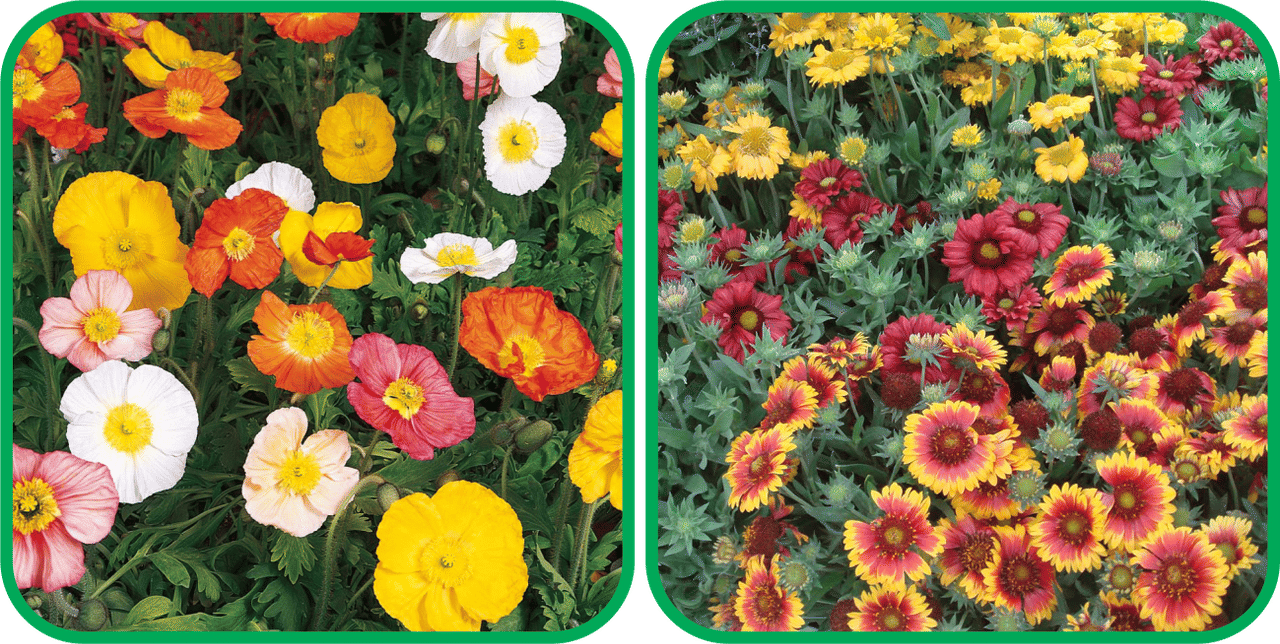 Aero Seeds Gaillardia Aristata Mix Color (50 Seeds) And Poppy Iceland Mix Color (50 Seeds) Flower Seeds Pack     			Aero Seeds Gaillardia Aristata Mix Color (50 Seeds) And Poppy Iceland Mix Color (50 Seeds) Flower Seeds Pack