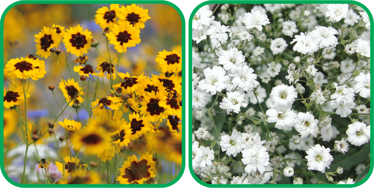 Aero Seeds Gypsophila elegans White (50 Seeds) And Calliopsis (Tinctoria) Mix Color (50 Seeds) Flower Seeds Pack     			Aero Seeds Gypsophila elegans White (50 Seeds) And Calliopsis (Tinctoria) Mix Color (50 Seeds) Flower Seeds Pack
