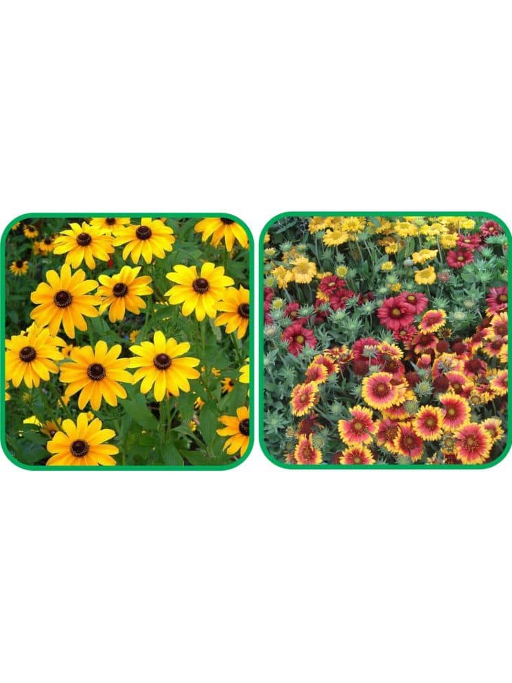 Aero Seeds Gaillardia Aristata Mix Color (50 Seeds) And Sunflower Miniature (50 Seeds) Flower Seeds Pack