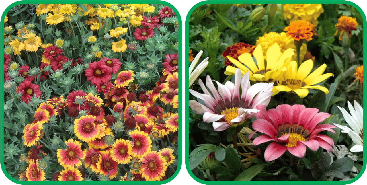 Aero Seeds Gazania Mix Color (50 Seeds) And Gaillardia Aristata Mix Color (50 Seeds) Flower Seeds Pack Aero Seeds Gazania Mix Color (50 Seeds) And Gaillardia Aristata Mix Color (50 Seeds) Flower Seeds Pack