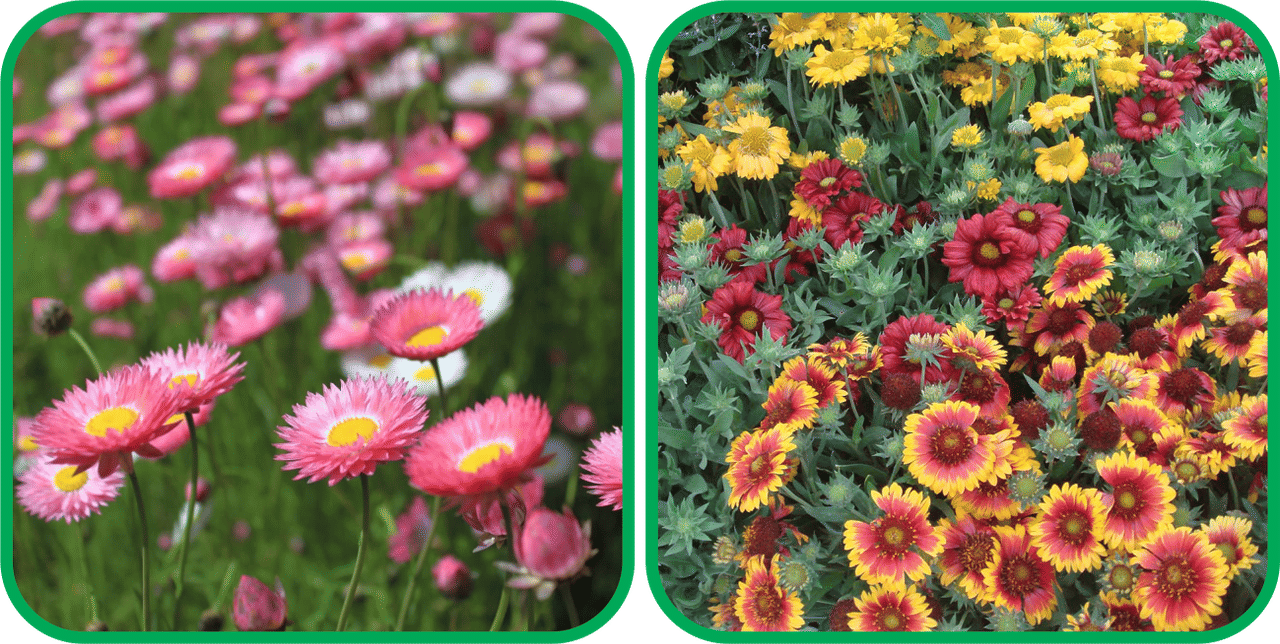     			Aero Seeds Gaillardia Aristata Mix Color (50 Seeds) And Acroclinium Mix Color (50 Seeds)Flower Seeds Pack