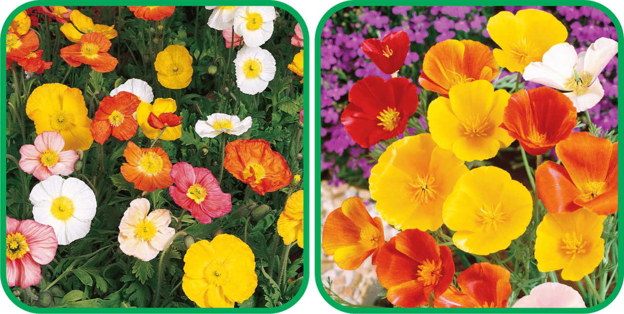Aero Seeds Poppy California Mix Color (50 Seeds) And Poppy Iceland Mix Color (50 Seeds) Flower Seeds Pack