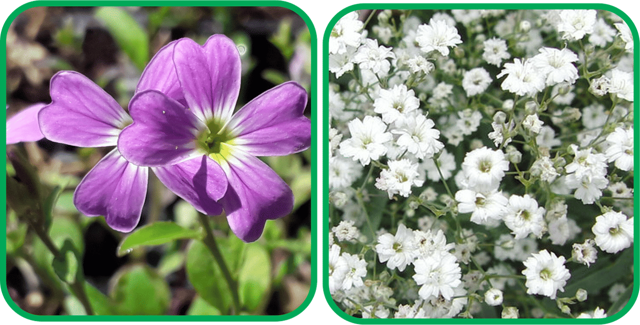 Aero Seeds Gypsophila elegans White (50 Seeds) And Cheiranthus Maritimus Mix Color (50 Seeds) Flower Seeds Pack     			Aero Seeds Gypsophila elegans White (50 Seeds) And Cheiranthus Maritimus Mix Color (50 Seeds) Flower Seeds Pack