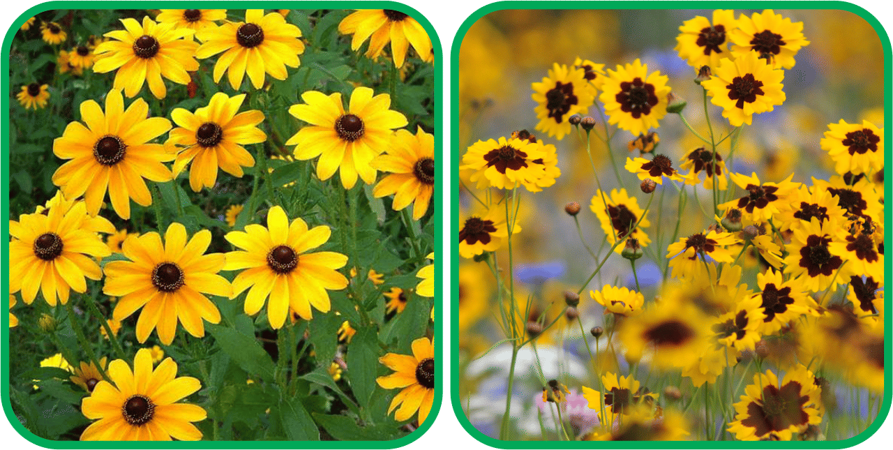     			Aero Seeds Calliopsis (Tinctoria) Mix Color (50 Seeds) And Sunflower Miniature (50 Seeds) Flower Seeds Pack