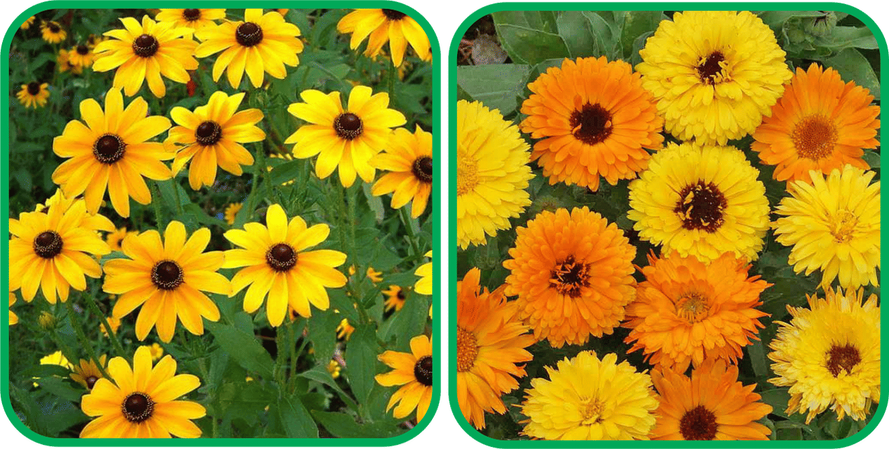 Aero Seeds Calendula Mix Color (50 Seeds) And Sunflower Miniature (50 Seeds) Flower Seeds Pack Aero Seeds Calendula Mix Color (50 Seeds) And Sunflower Miniature (50 Seeds) Flower Seeds Pack