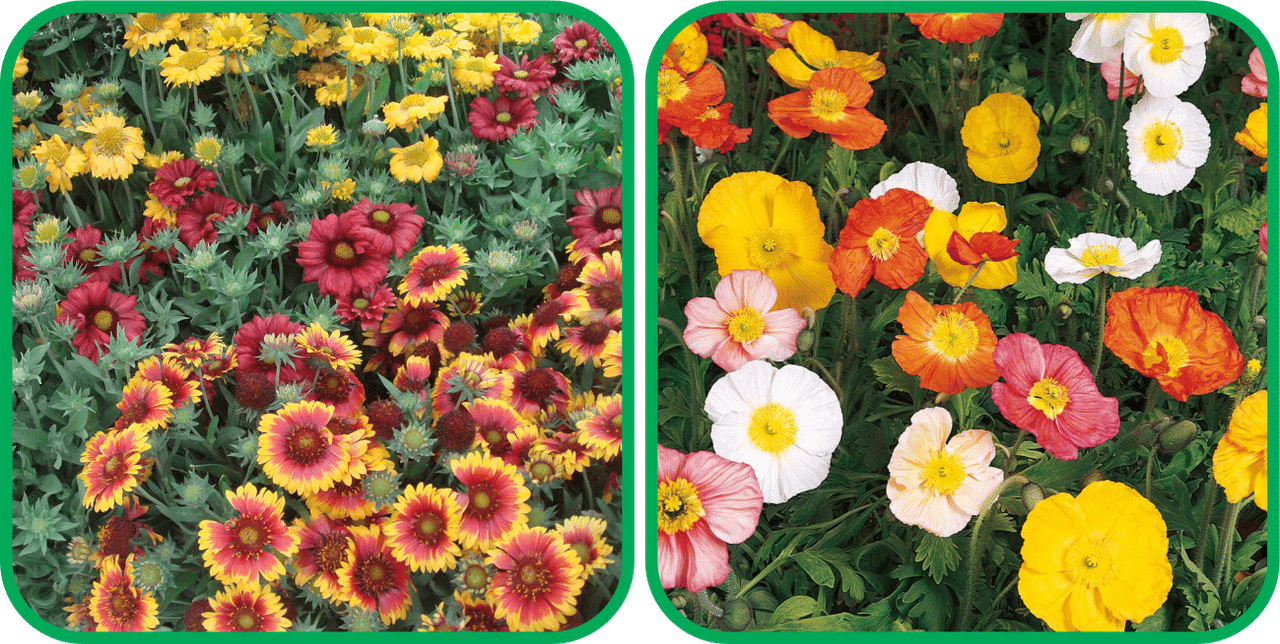 Aero Seeds Poppy Iceland Mix Color (50 Seeds) And Gaillardia Aristata Mix Color (50 Seeds) Flower Seeds Pack Aero Seeds Poppy Iceland Mix Color (50 Seeds) And Gaillardia Aristata Mix Color (50 Seeds) Flower Seeds Pack