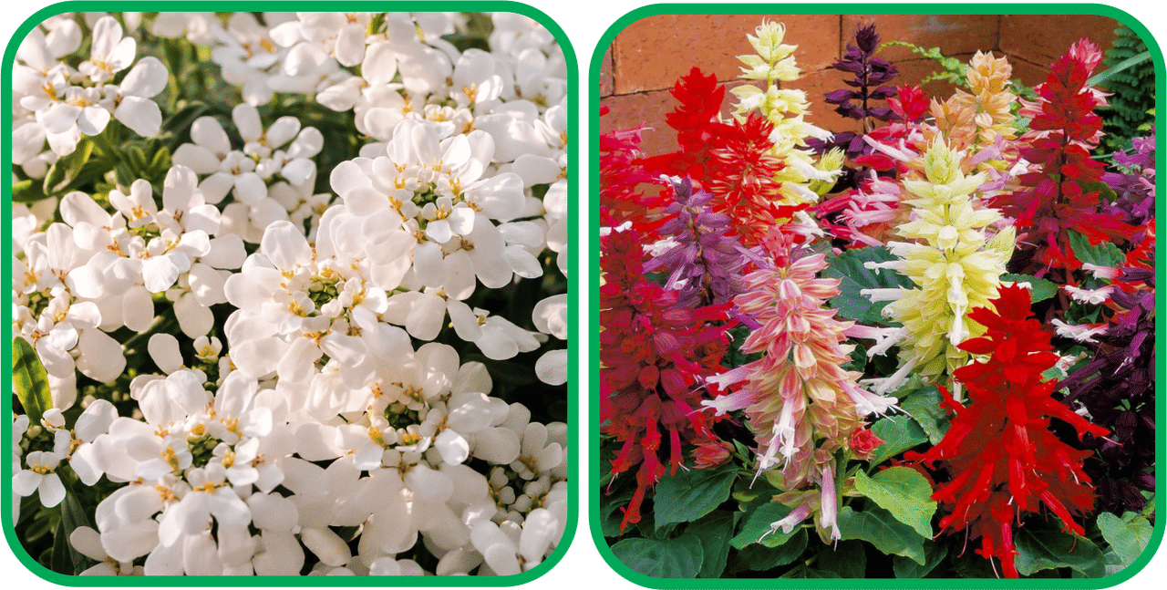 Aero Seeds Salvia Mix Color (50 Seeds) And Candytuft Mix Color (50 Seeds) Flower Seeds Pack Aero Seeds Salvia Mix Color (50 Seeds) And Candytuft Mix Color (50 Seeds) Flower Seeds Pack