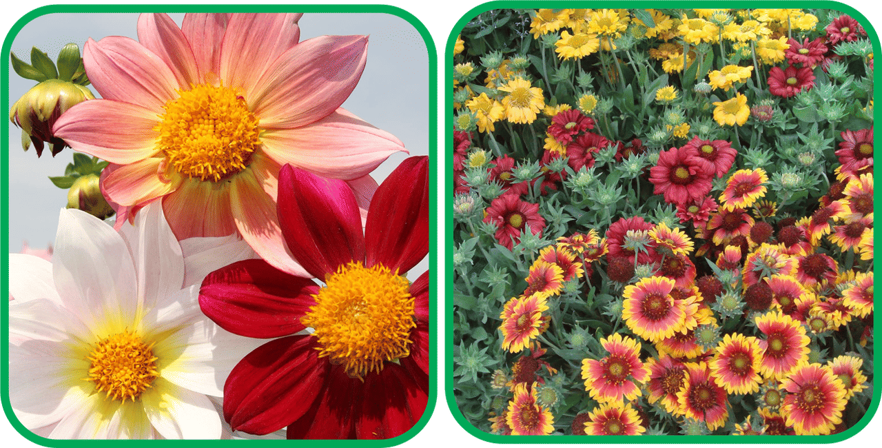     			Aero Seeds Gaillardia Aristata Mix Color (50 Seeds) And Dahlia Top Star Mix Color (50 Seeds) Flower Seeds Pack