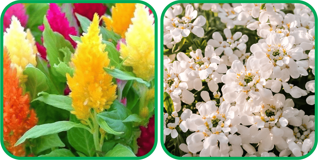     			Aero Seeds Candytuft Mix Color (50 Seeds) And Closia Pulmosa Mix Color (50 Seeds) Flower Seeds Pack