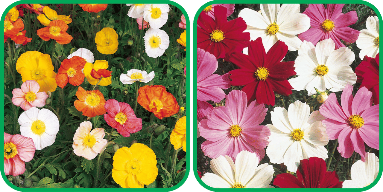 Aero Seeds Cosmos Mix Color (50 Seeds) And Poppy Iceland Mix Color (50 Seeds) Flower Seeds Pack     			Aero Seeds Cosmos Mix Color (50 Seeds) And Poppy Iceland Mix Color (50 Seeds) Flower Seeds Pack