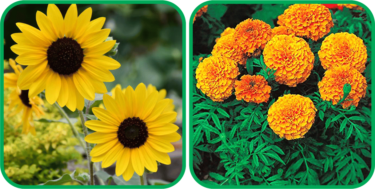     			Aero Seeds African Marigold Mix Color (50 Seeds) And Sunflower Tall (50 Seeds) Flower Seeds Pack