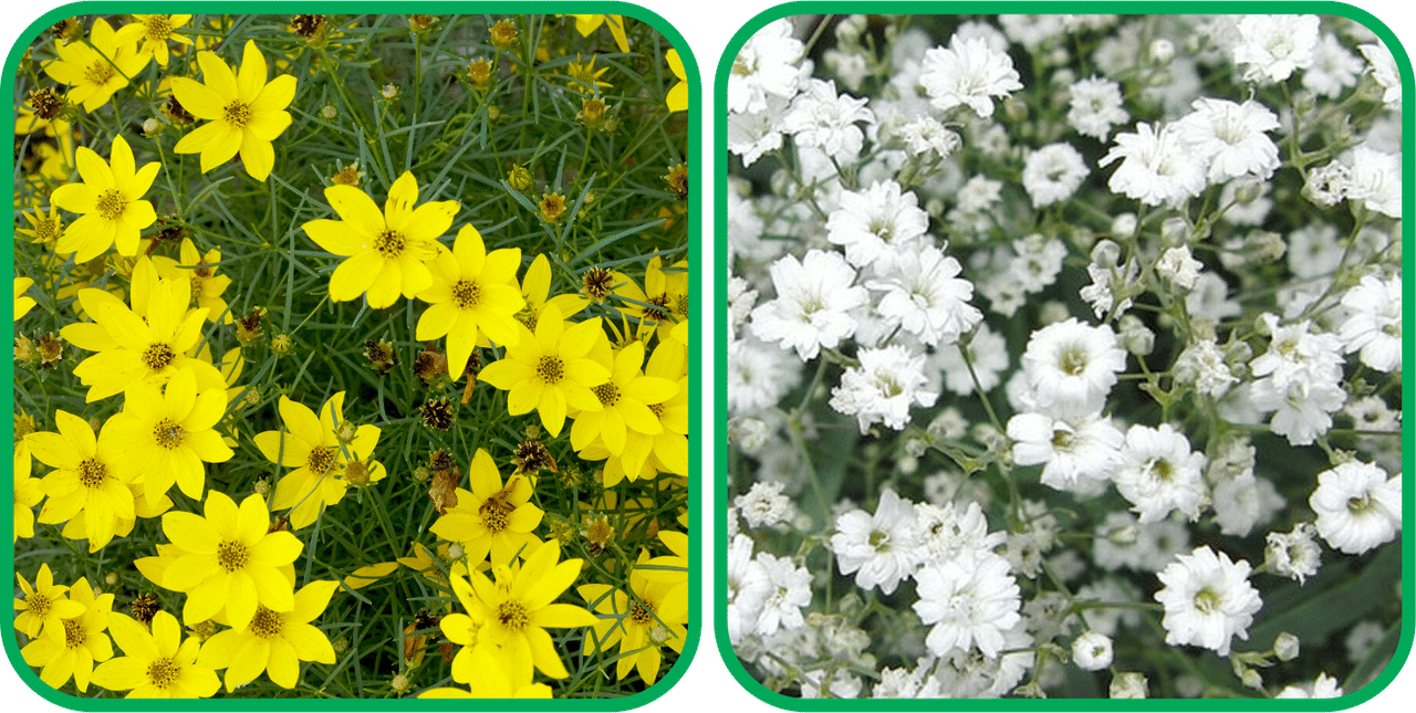     			Aero Seeds Gypsophila elegans White (50 Seeds) And Coreopsis Mix Color (50 Seeds) Flower Seeds Pack