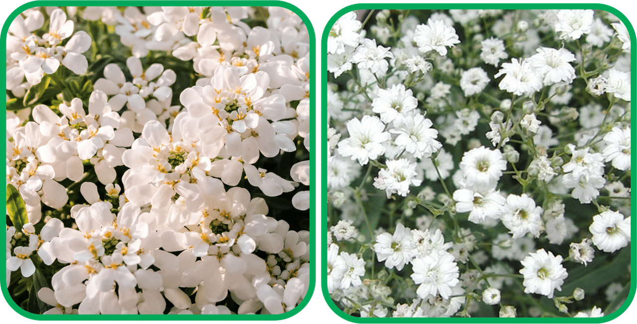 Aero Seeds Gypsophila elegans White (50 Seeds) And Candytuft Mix Color (50 Seeds) Flower Seeds Pack     			Aero Seeds Gypsophila elegans White (50 Seeds) And Candytuft Mix Color (50 Seeds) Flower Seeds Pack
